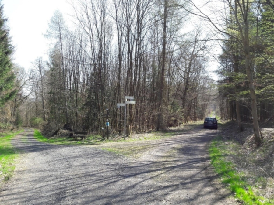 Wald_Westerwald.jpg